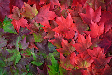 Fall background, green and red maple leaves in various shades