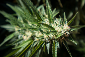 Cannabis Bud (Close Up)
