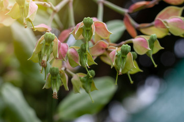 Obraz premium Candelilla, Tall slipper plant or Slipper spurge bloom with sunlight in the garden.