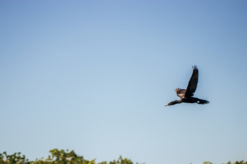Pelican siwmin or flyin in a lake in Mexico