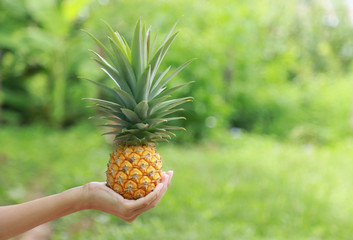 small pineapple on hand in farm 