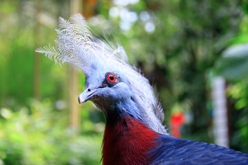 Jurong Bird Park, Singapore - JUNE 30, 2019: Scheepmaker's crowned pigeon