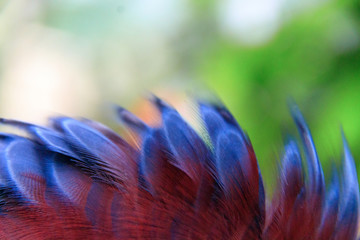 Jurong Bird Park, Singapore - JUNE 30, 2019: Scheepmaker's crowned pigeon © valleevalley