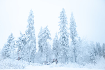 Fabulous winter landscape, Christmas trees in the snow, cold, snowy winter