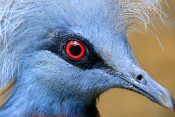 Jurong Bird Park, Singapore - JUNE 30, 2019: Scheepmaker's crowned pigeon