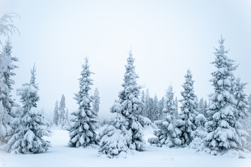Obraz premium Fabulous winter landscape, Christmas trees in the snow, cold, snowy winter