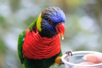 Jurong Bird Park, Singapore - JUNE 30, 2019: Coconut Lorikeet drinking