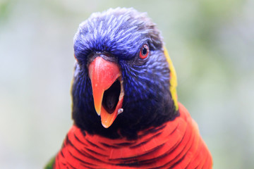 Jurong Bird Park, Singapore - JUNE 30, 2019: Coconut Lorikeet