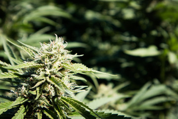 Cannabis Bud (Close Up)