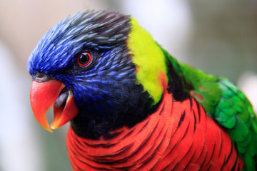 Jurong Bird Park, Singapore - JUNE 30, 2019: Coconut Lorikeet