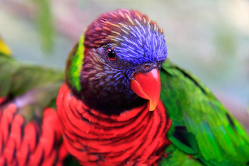 Jurong Bird Park, Singapore - JUNE 30, 2019: Rainbow Lorikeet feeding
