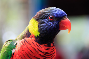 Jurong Bird Park, Singapore - JUNE 30, 2019: Coconut Lorikeet
