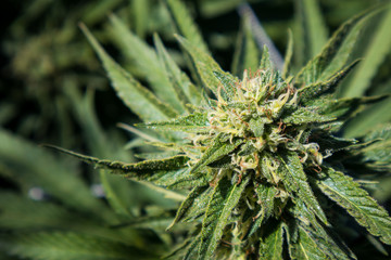 Cannabis Bud (Close Up)