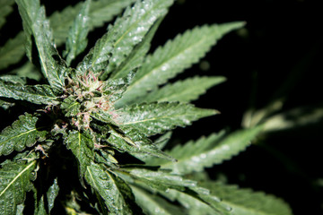 Papaya Strain Cannabis Bud (Close Up)
