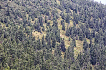 Distant spruce forest on the steep hill