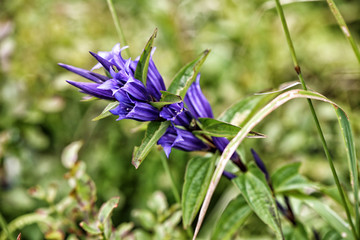 Detail of blue blossom in green grass