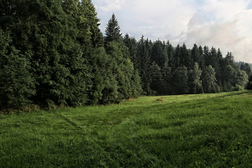 Fototapeta na wymiar Forest glade with spruces and grass on summer day