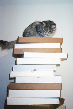 Cute cat sitting on a pile of pizza boxes