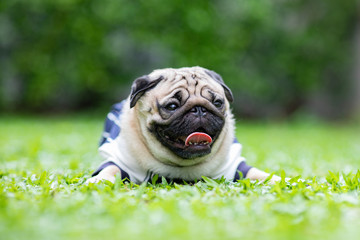 Happy dog pug breed smile with funny face on green grass in garden,Purebred pug dog healthy Concept