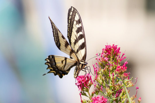 Western Tiger Swallowtail