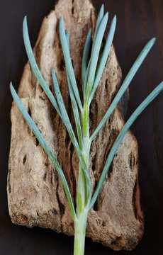 Natural home decor still life of succulents on driftwood
