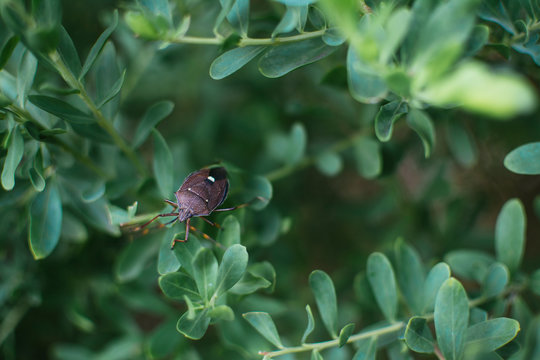 Close up of Stink Bug
