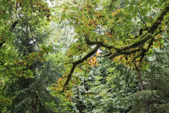 Paths at the rain forest near Hood Canal Washington