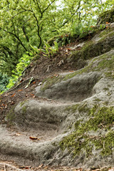 Steps cut into rock covered with moss
