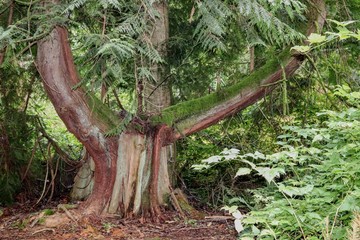 Paths at the rain forest near Hood Canal Washington