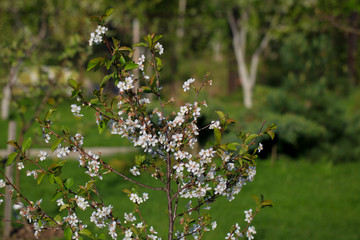 Blooming cherry tree in the garden. Cherry flowers close up.