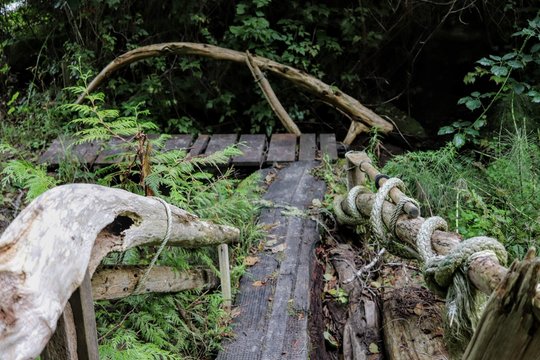 Paths at the rain forest near Hood Canal Washington