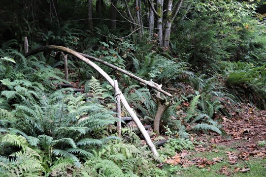 Paths at the rain forest near Hood Canal Washington
