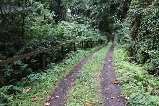 Paths at the rain forest near Hood Canal Washington