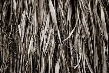 Details of a palm tree constructions near Oaxaca, Mexico