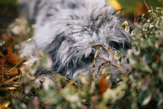 Dog Hides in Bush