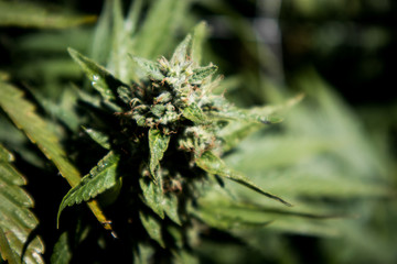 Cannabis Bud (Close Up)