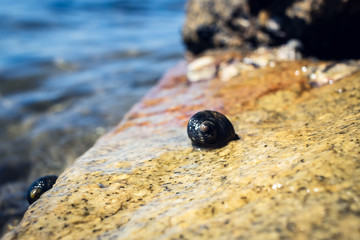 Detail and macro of a snail near a lake in Mexico