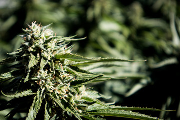 Cannabis Bud (Close Up)