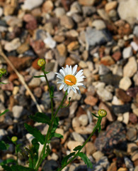 Photo Chamomile Flower in garden at sunny summer or spring day. Flower for postcard beauty decoration and agriculture concept design. Colorful flowers. Natural blurred background.