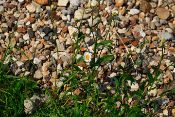 Photo Chamomile Flower in garden at sunny summer or spring day. Flower for postcard beauty decoration and agriculture concept design. Colorful flowers. Natural blurred background.