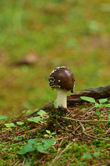 生まれたての小さいきのこ