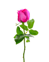 Obraz premium Pink rose isolated on white background.