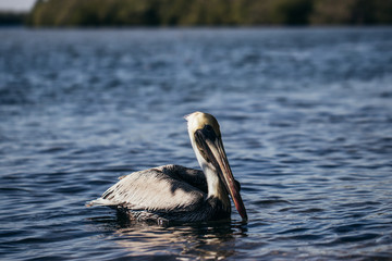 Pelican siwmin or flyin in a lake in Mexico