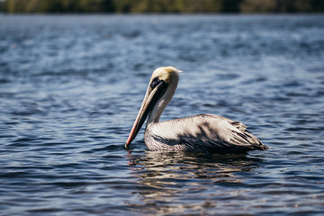 Pelican siwmin or flyin in a lake in Mexico