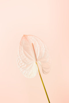 Anthurium Flower