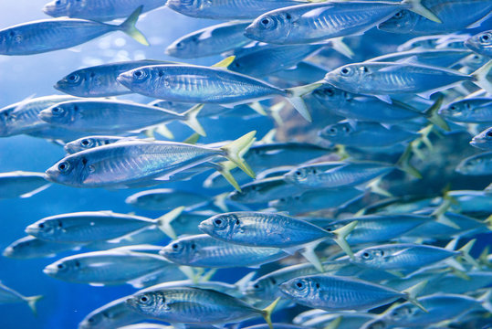Underwater image of school of small fish