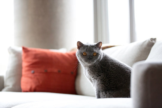Cute cat sitting on a couch