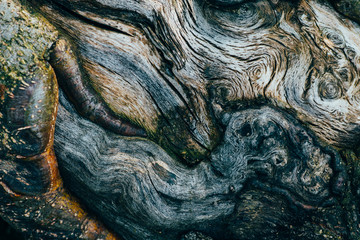 Old tree texture