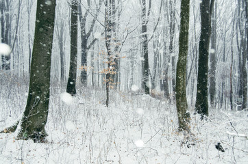 Snow flakes falling in winter wonderland woods