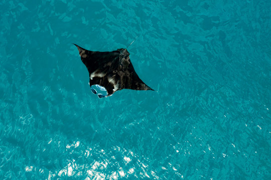 Manta at Hanifaru